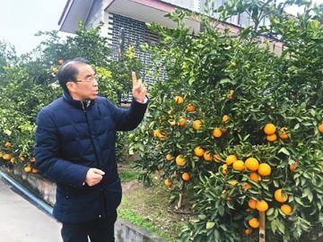 范敬超和他的果园。