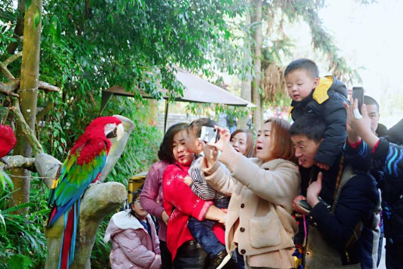 雨城区2019年春节假日旅游兴盛迎来猪年