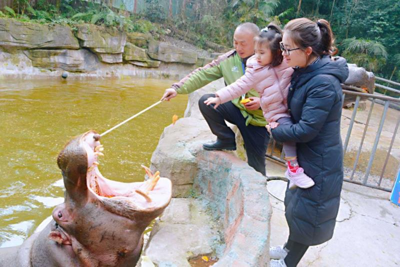 雨城区2019年春节假日旅游兴盛迎来猪年