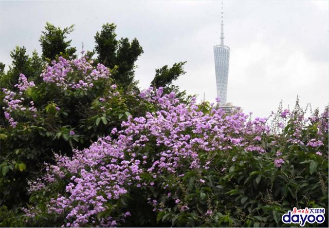 广州城区道路两旁大叶紫薇盛情绽放