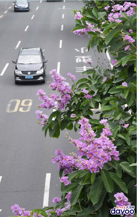 广州城区道路两旁大叶紫薇盛情绽放